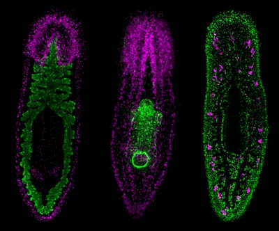 Planarian tissues