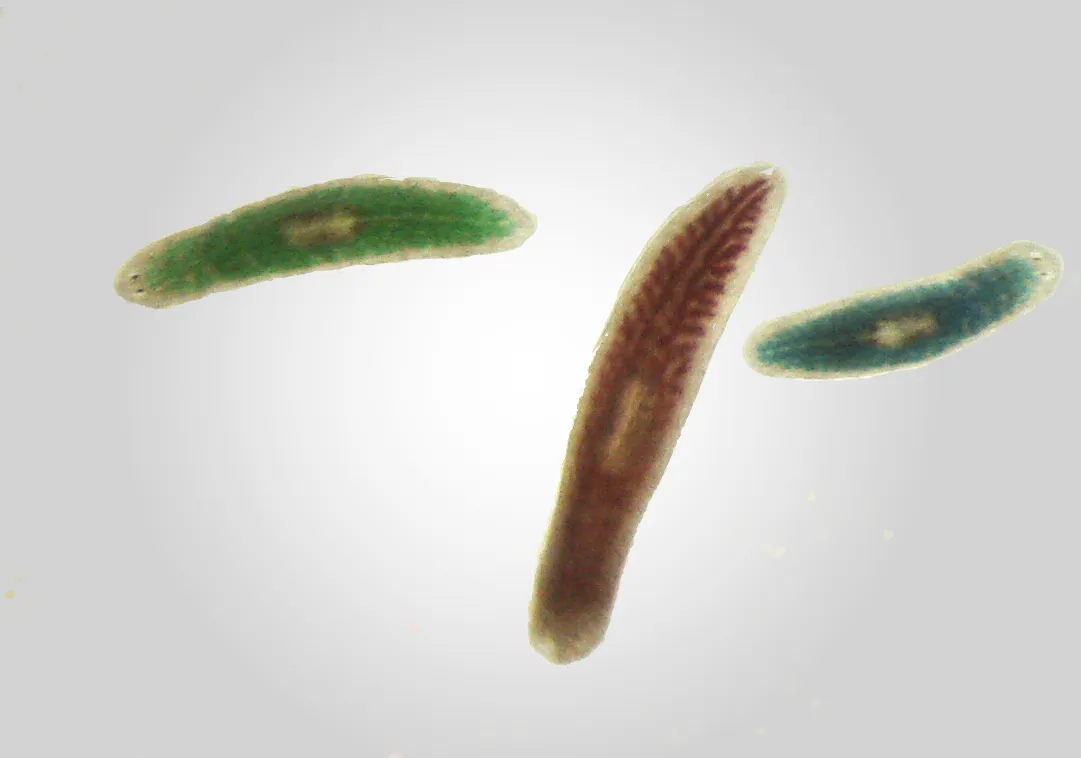 Rainbow worms
