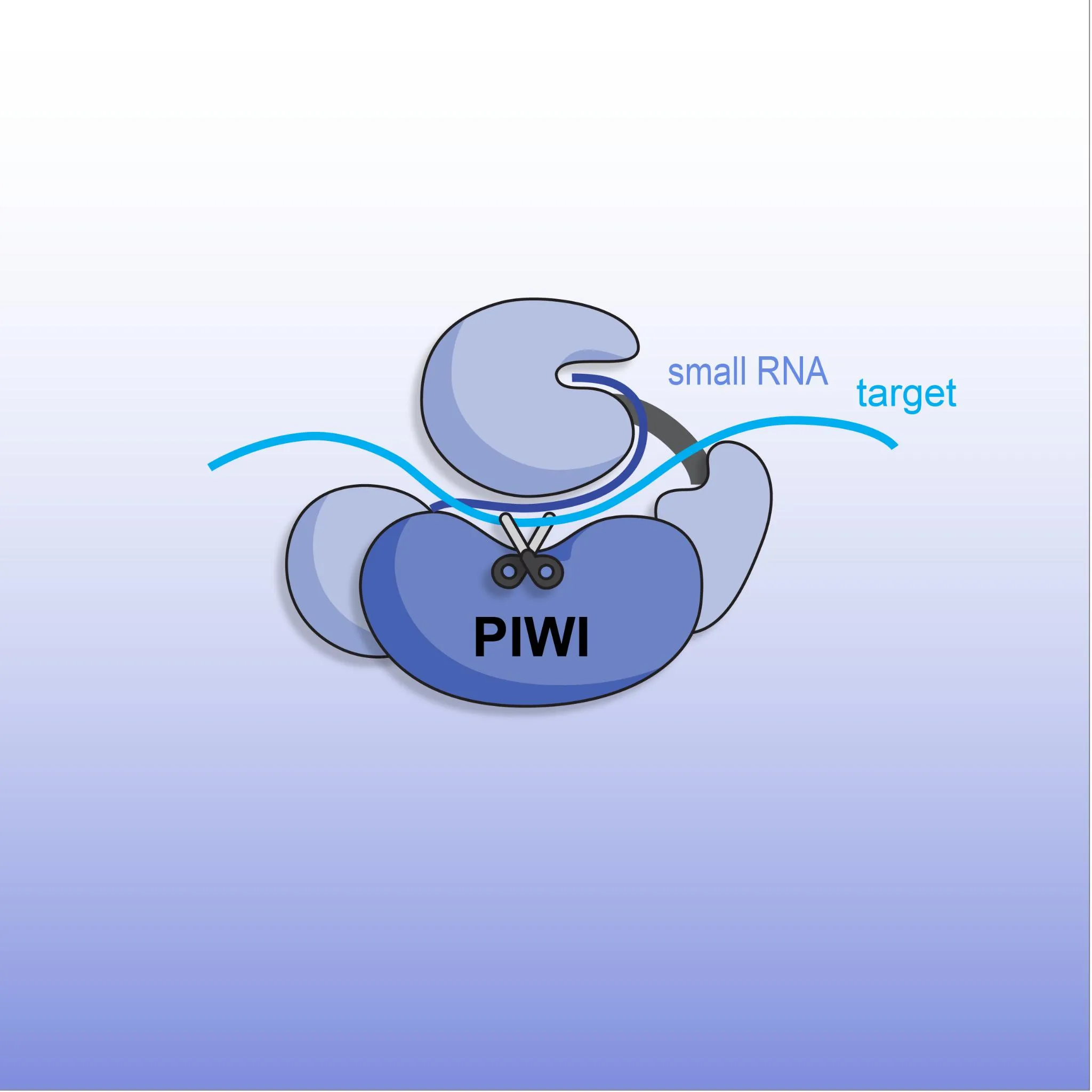 Non-coding RNA